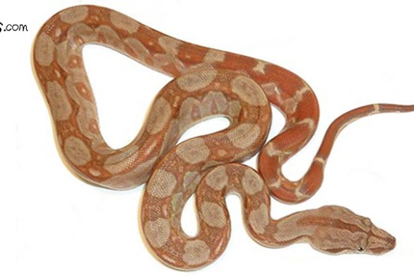Should Pet Boas For Sale Consistently Soak In Their Water Bowl?